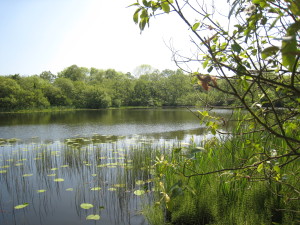 Sunny day at the course fishing lake at Holistic Retreat Centre Embrace, Killinchy, County Down, Northern Ireland